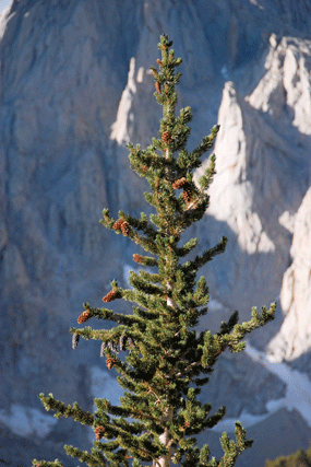 Pinus bafouriana austrina