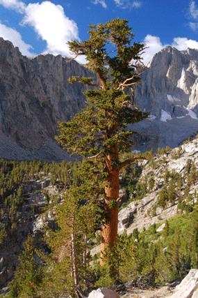 Pinus bafouriana austrina
