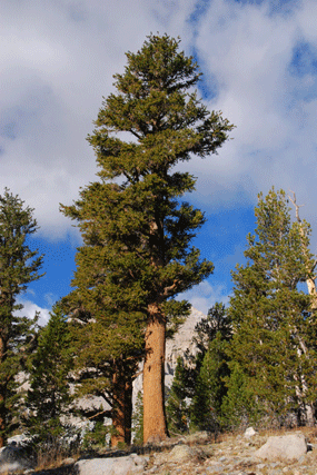 Pinus bafouriana austrina