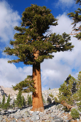 Pinus bafouriana austrina