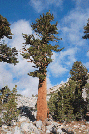 Pinus bafouriana austrina