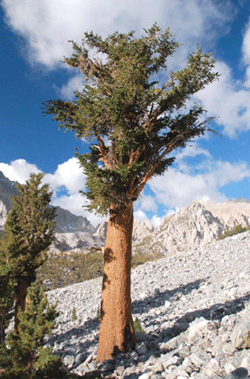 Pinus bafouriana austrina