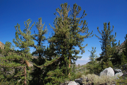 Pinus flexilis