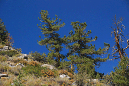 Pinus flexilis