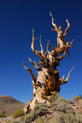 Pinus bafouriana austrina