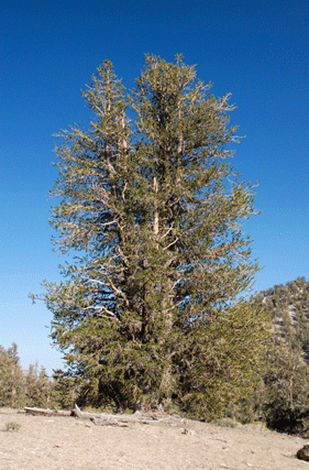 Pinus bafouriana austrina