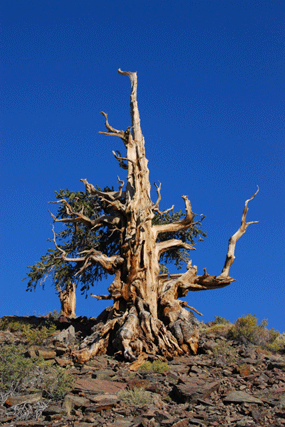 Pinus bafouriana austrina