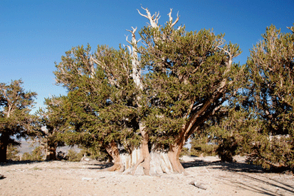 Pinus bafouriana austrina