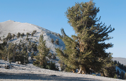 Pinus bafouriana austrina