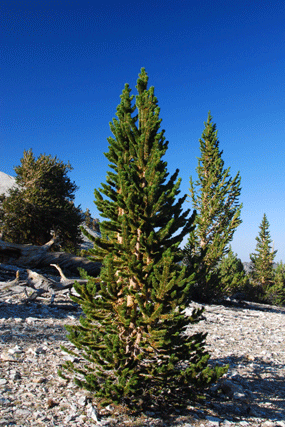 Pinus bafouriana austrina