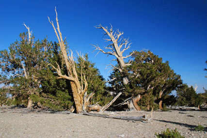 Pinus bafouriana austrina