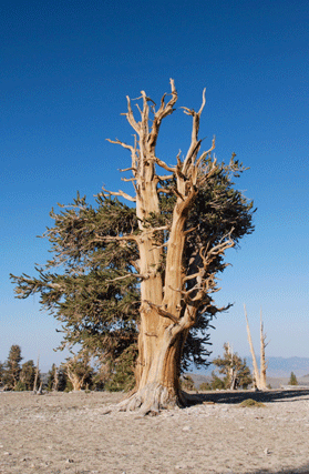 Pinus bafouriana austrina