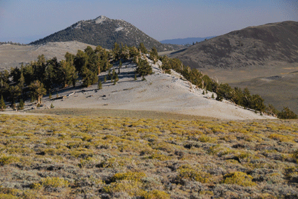 Pinus bafouriana austrina