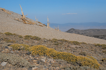 Pinus bafouriana austrina