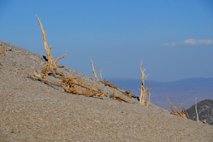 Pinus bafouriana austrina