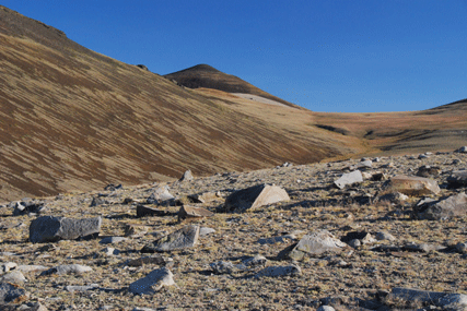 Pinus bafouriana austrina