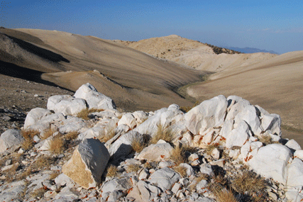 Pinus bafouriana austrina