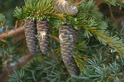 Pinus flexilis