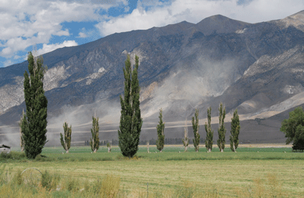 Pinus bafouriana austrina