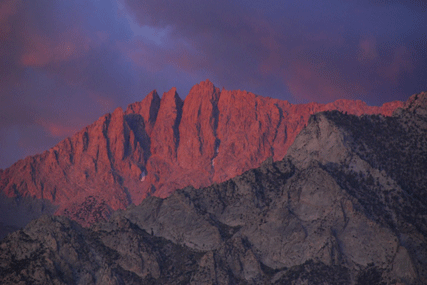 Pinus bafouriana austrina