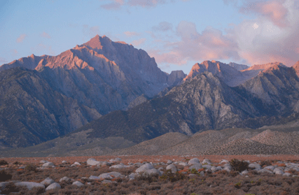 Pinus bafouriana austrina