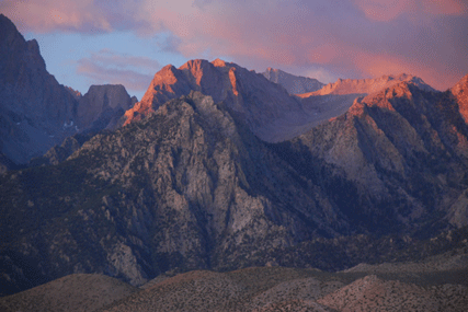 Pinus bafouriana austrina