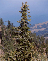 Abies bracteata