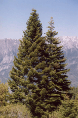 Abies lowiana