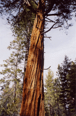 Calocedrus decurrens