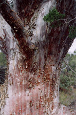 Cupressus forbesii