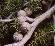 Cupressus forbesii
