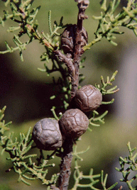 Cupressus pygmaea