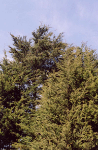 Cupressus pygmaea