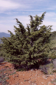 Cupressus stephensonii