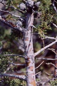 Cupressus stephensonii