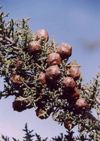 Cupressus stephensonii