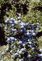 Juniperus occidentalis australis