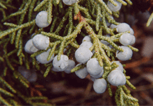 Juniperus occidentalis australis