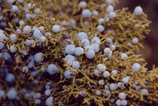Juniperus osteosperma