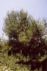 Pinus radiata binata