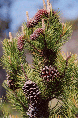 Pinus contorta bolanderi