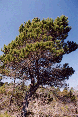 Pinus contorta bolanderi
