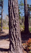 Pinus muricata borealis