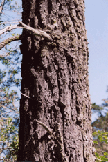 Pinus contorta contorta