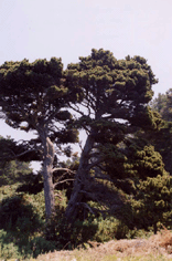 Pinus contorta contorta