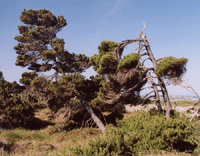 Pinus contorta contorta