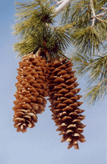 Pinus lambertiana