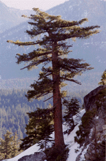 Pinus lambertiana