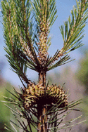 Pinus muricata