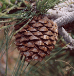 Pinus torreyana